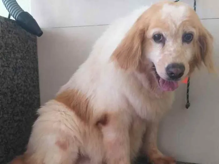 Cachorro ra a SRD idade 6 ou mais anos nome Frida
