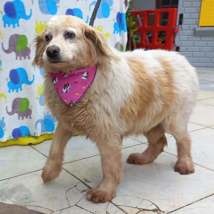 Cachorro ra a SRD idade 6 ou mais anos nome Frida