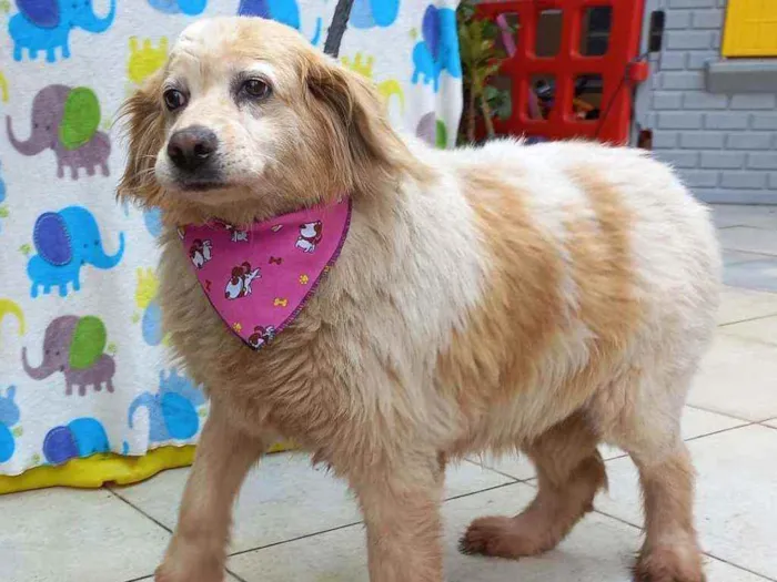 Cachorro ra a SRD idade 6 ou mais anos nome Frida