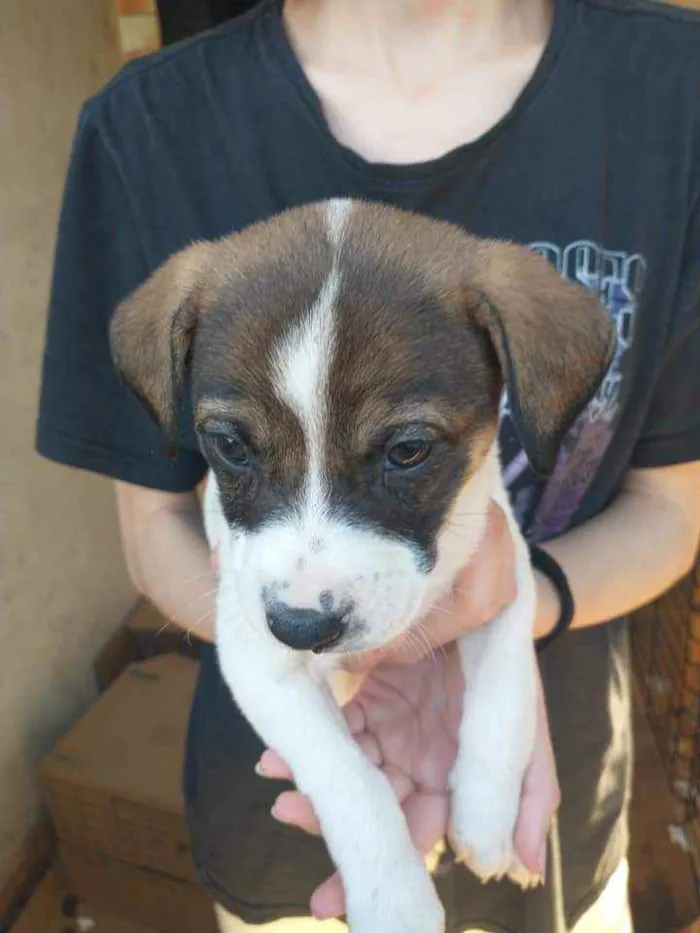 Cachorro ra a Vira lata idade Abaixo de 2 meses nome ...