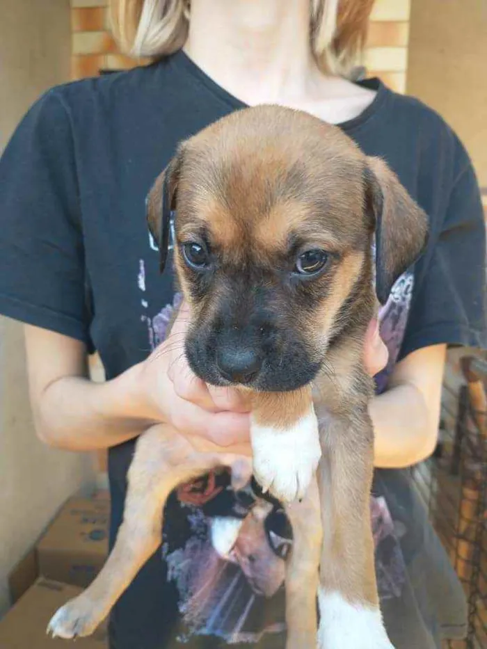 Cachorro ra a Vira lata idade Abaixo de 2 meses nome ...