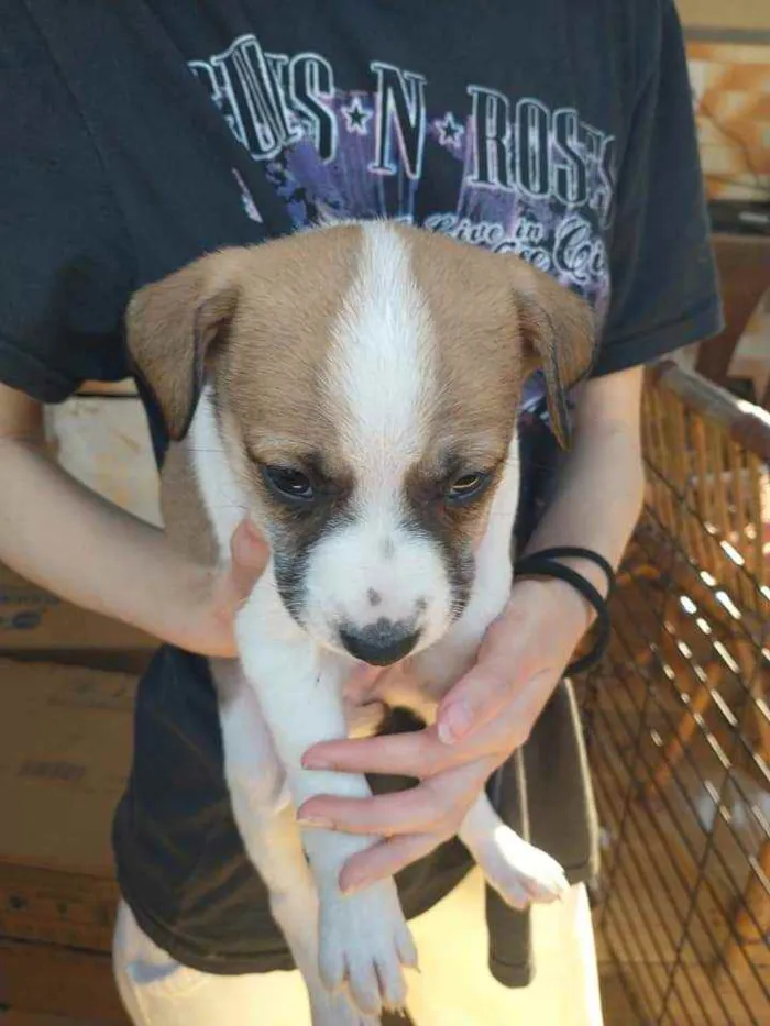 Cachorro ra a Vira lata idade Abaixo de 2 meses nome ...