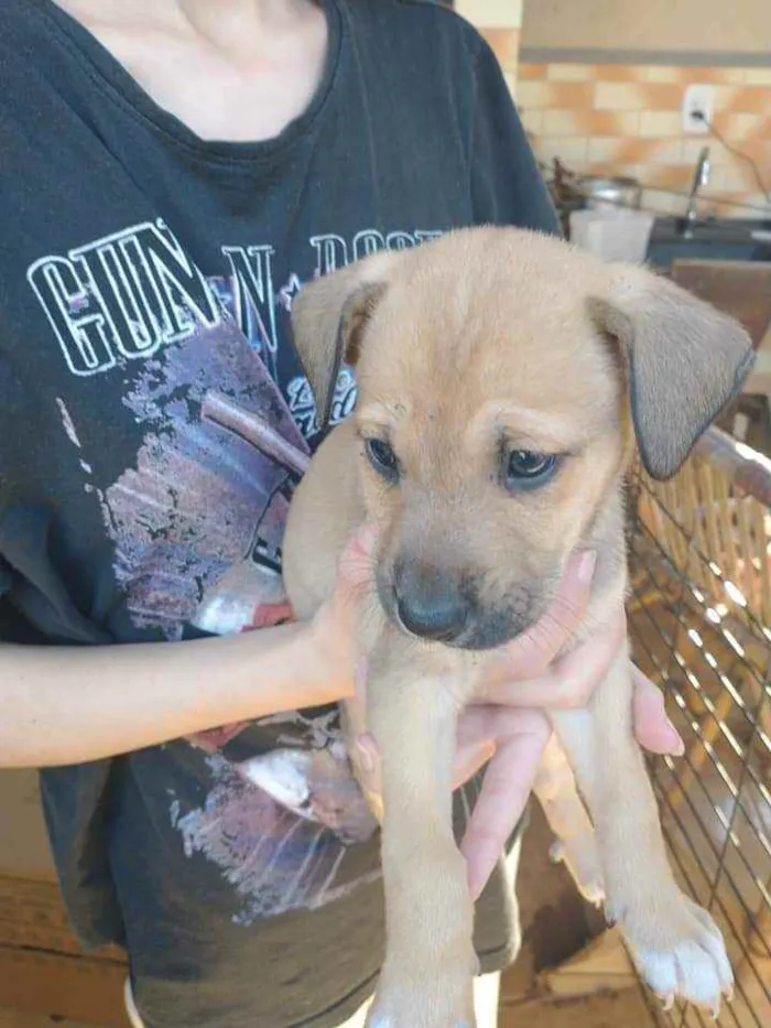 Cachorro ra a Vira lata idade Abaixo de 2 meses nome ...