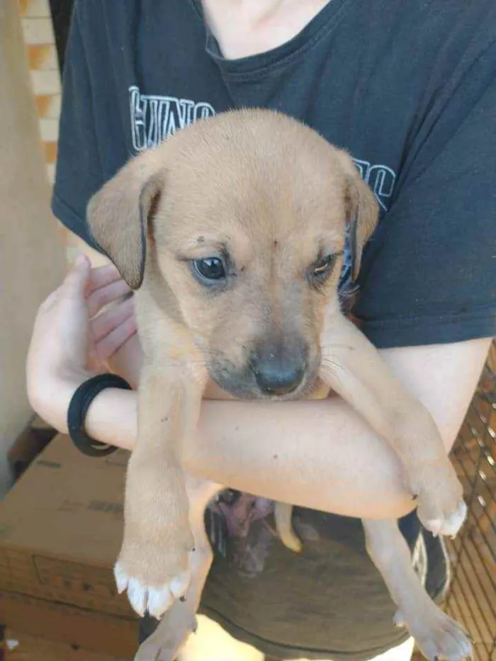 Cachorro ra a Vira lata idade Abaixo de 2 meses nome ...