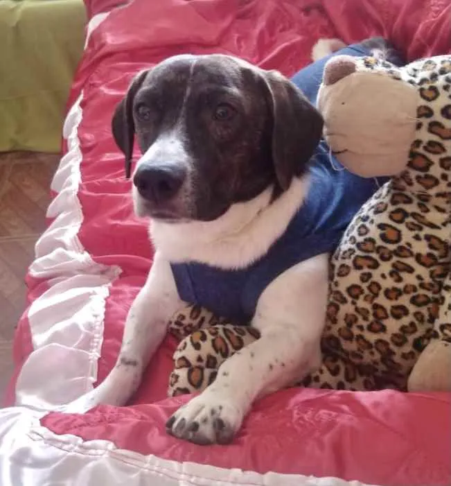 Cachorro ra a Salsicha  idade 1 ano nome Thor 