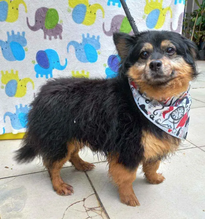 Cachorro ra a SRD idade 5 anos nome Espeto