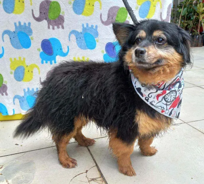 Cachorro ra a SRD idade 5 anos nome Espeto