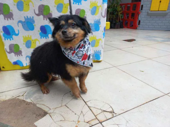 Cachorro ra a SRD idade 5 anos nome Espeto