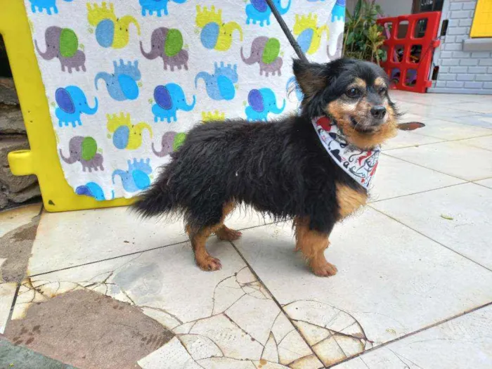 Cachorro ra a SRD idade 5 anos nome Espeto
