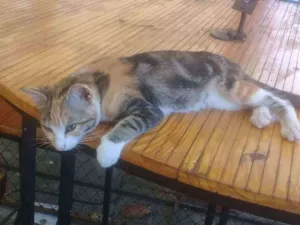 Gato raça SRD idade 2 a 6 meses nome Bella