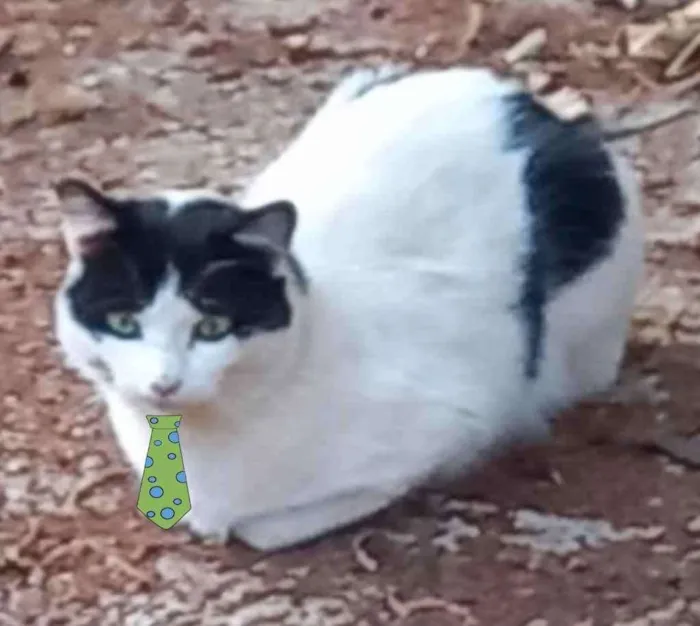 Gato ra a Mestiço  idade 7 a 11 meses nome Luke 