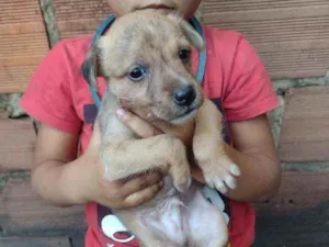 Cachorro raça Srd idade Abaixo de 2 meses nome Filhote