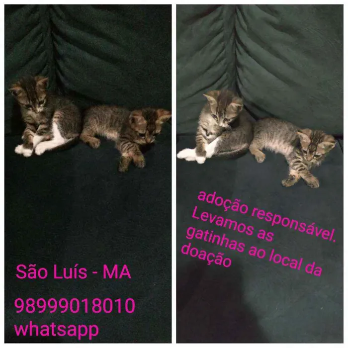 Gato ra a Sem raça definida idade Abaixo de 2 meses nome Milu