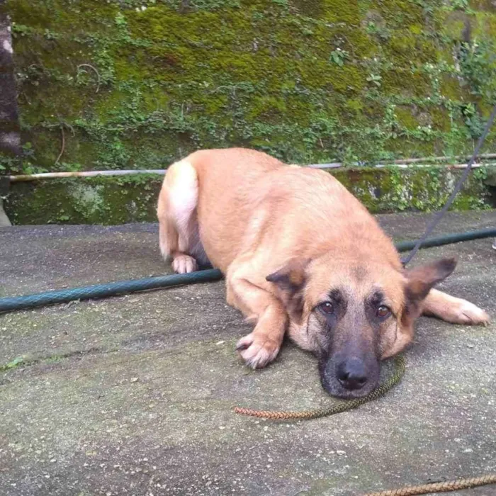 Cachorro ra a Pastor de malenois idade  nome Indira