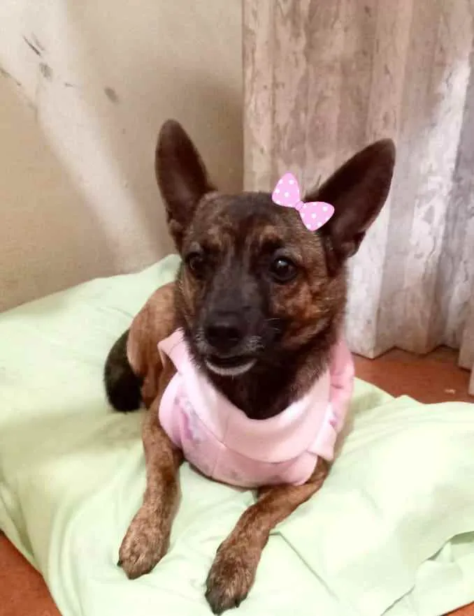 Cachorro ra a Srd idade 1 ano nome Bebel