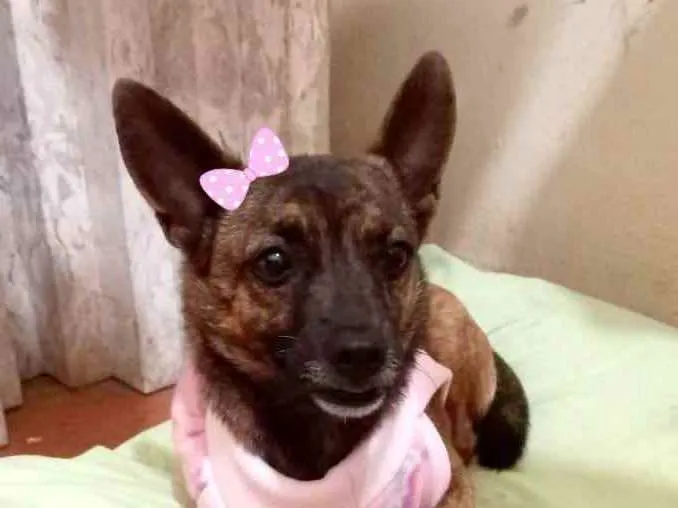 Cachorro ra a Srd idade 1 ano nome Bebel
