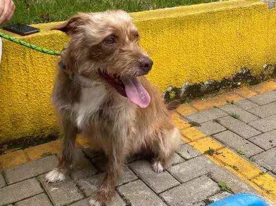 Cachorro ra a SRD idade 6 ou mais anos nome Morena