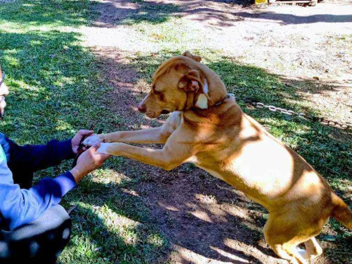 Cachorro raça Pitbull lavrador  idade 1 ano nome Chacal