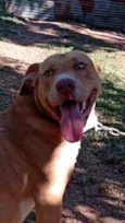 Cachorro raça Pitbull lavrador  idade 1 ano nome Chacal