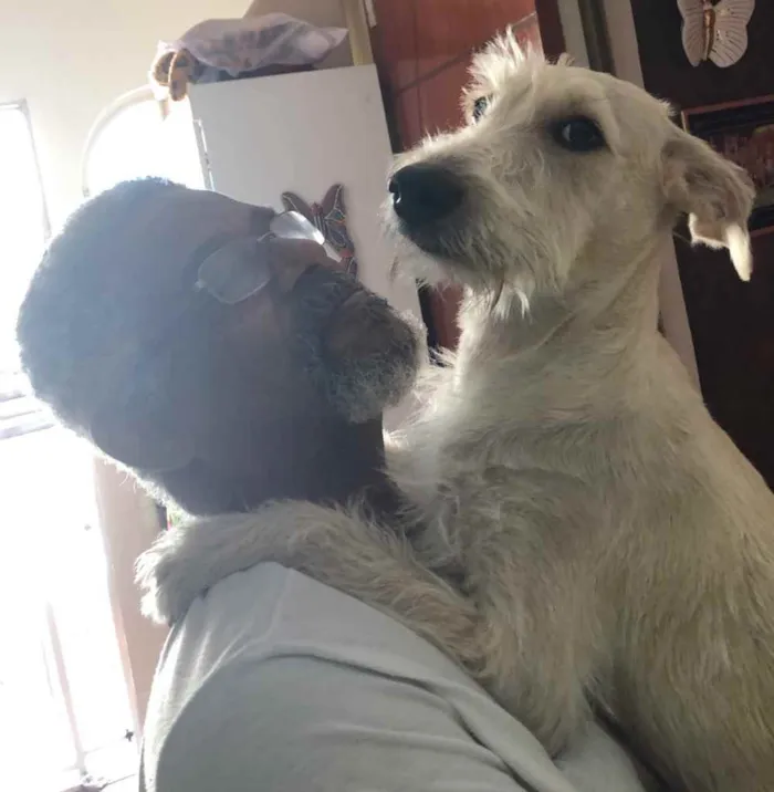 Cachorro ra a Mix  Fox Terrier pelo Duro idade 1 ano nome Denis