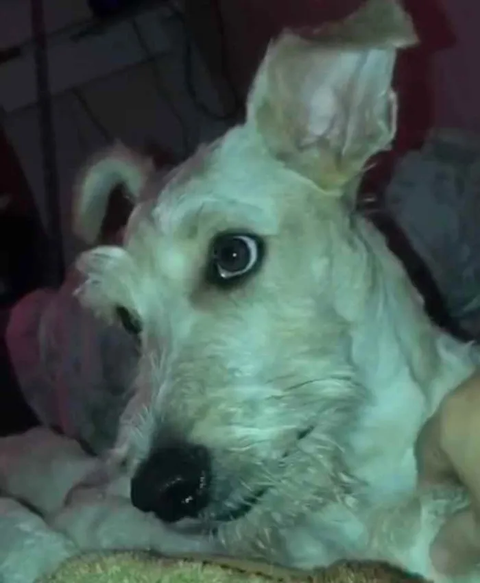 Cachorro ra a Mix  Fox Terrier pelo Duro idade 1 ano nome Denis