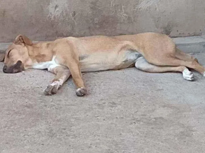 Cachorro ra a Vira lata com Pastor Alemão idade 2 a 6 meses nome Mel