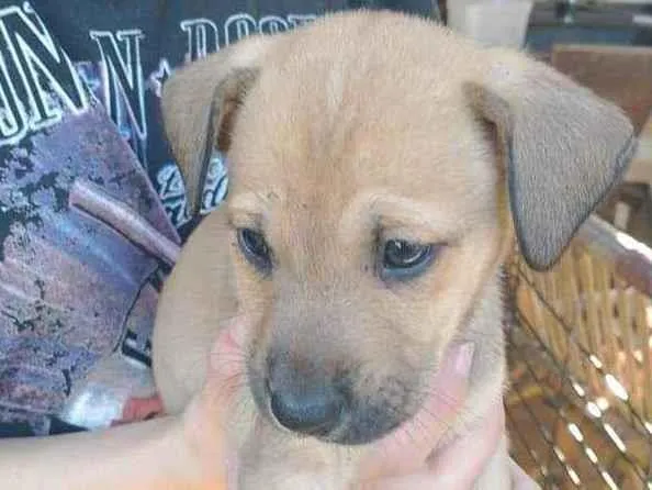 Cachorro ra a Vira lata idade Abaixo de 2 meses nome ...