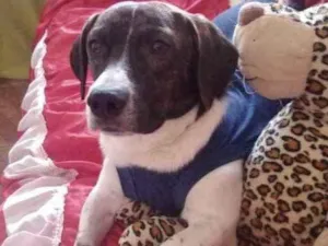 Cachorro raça Salsicha  idade 1 ano nome Thor 