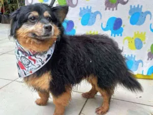 Cachorro raça SRD idade 5 anos nome Espeto