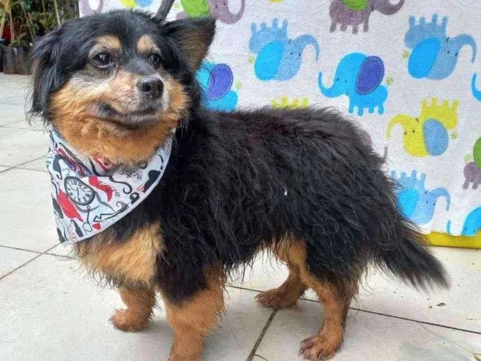 Cachorro ra a SRD idade 5 anos nome Espeto