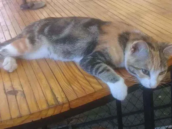 Gato raça SRD idade 2 a 6 meses nome Bella