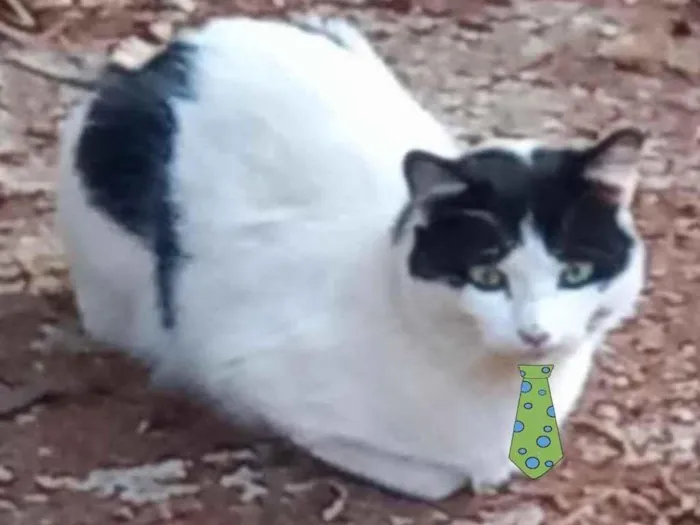 Gato ra a Mestiço  idade 7 a 11 meses nome Luke 