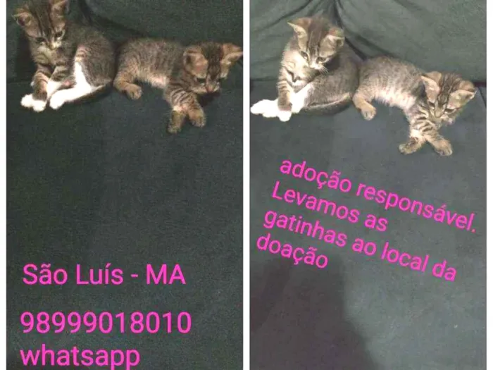 Gato ra a Sem raça definida idade Abaixo de 2 meses nome Milu