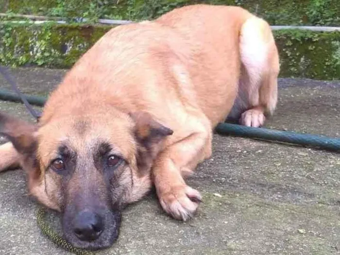 Cachorro ra a Pastor de malenois idade  nome Indira