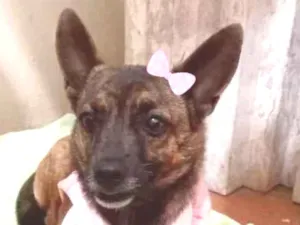 Cachorro raça Srd idade 1 ano nome Bebel