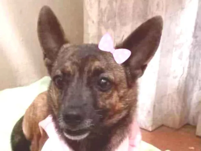 Cachorro ra a Srd idade 1 ano nome Bebel