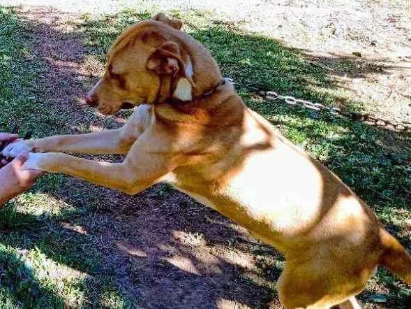 Cachorro raça Pitbull lavrador  idade 1 ano nome Chacal