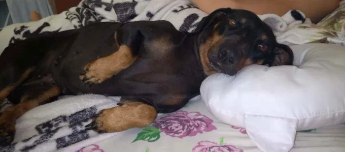 Cachorro ra a Salsicha idade 4 anos nome Belinha