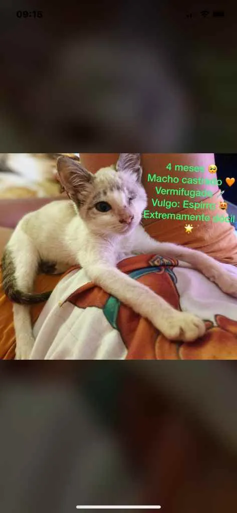 Gato raça Srd idade 2 a 6 meses nome Espirro castrado 