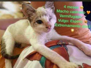 Gato raça Srd idade 2 a 6 meses nome Espirro castrado 