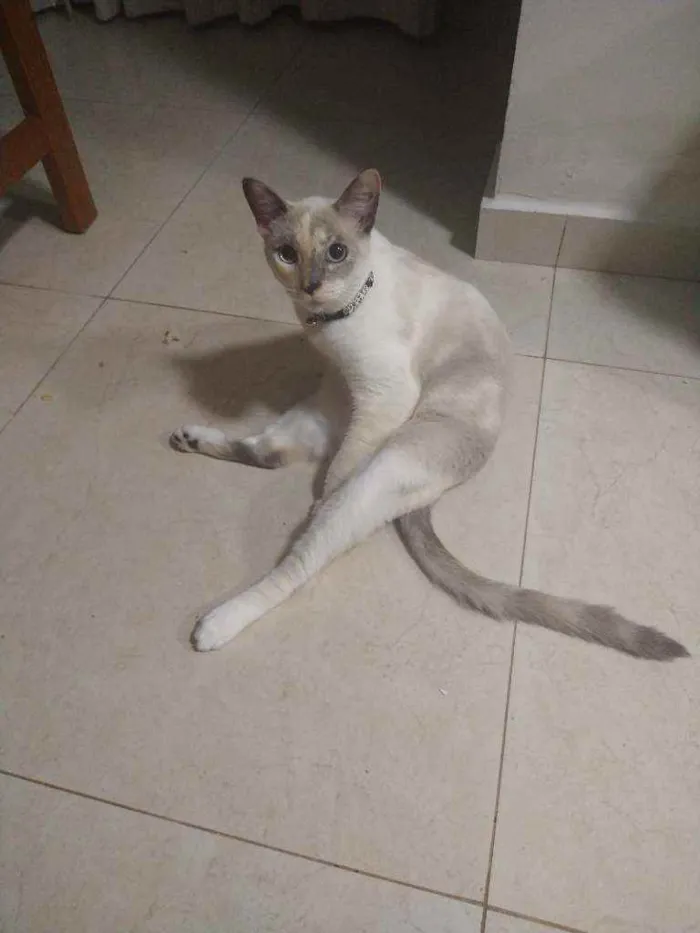 Gato ra a Siamês idade 7 a 11 meses nome Bella