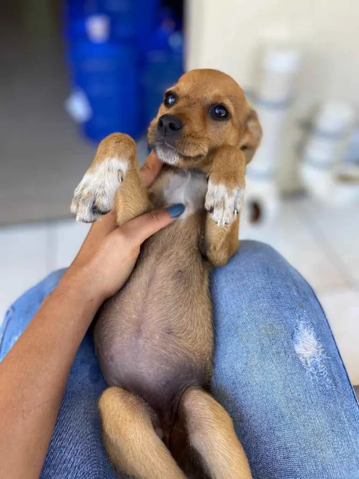Cachorro raça Srd idade 2 a 6 meses nome Joaquina 1 