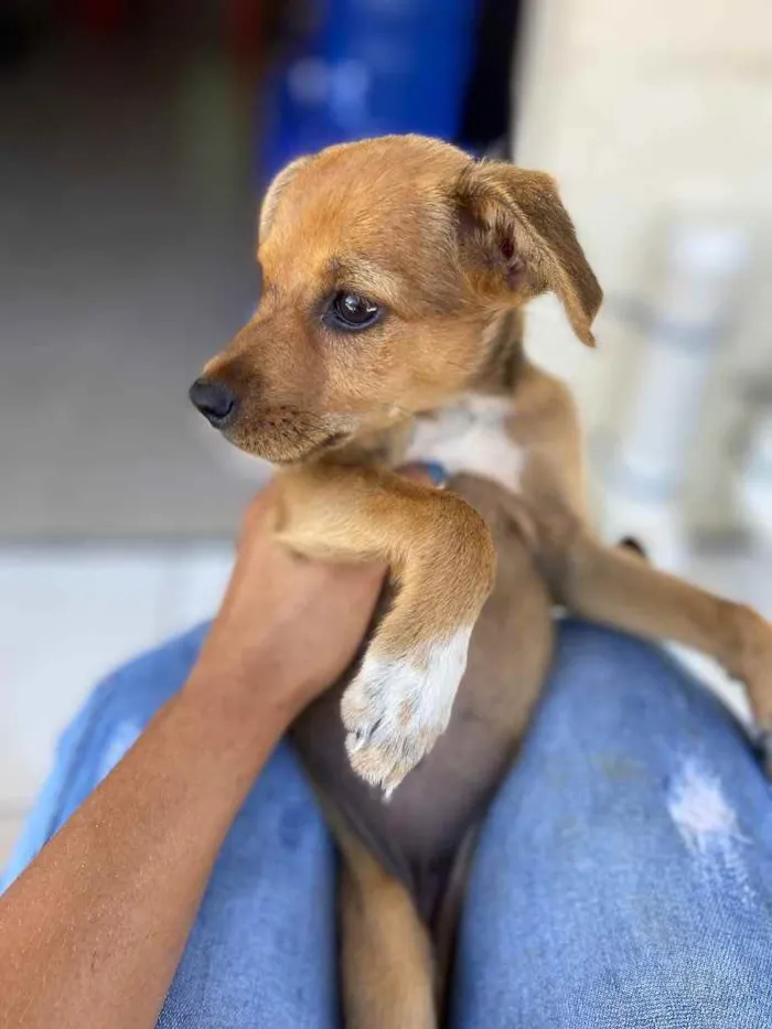 Cachorro raça Srd idade 2 a 6 meses nome Joaquina 1 