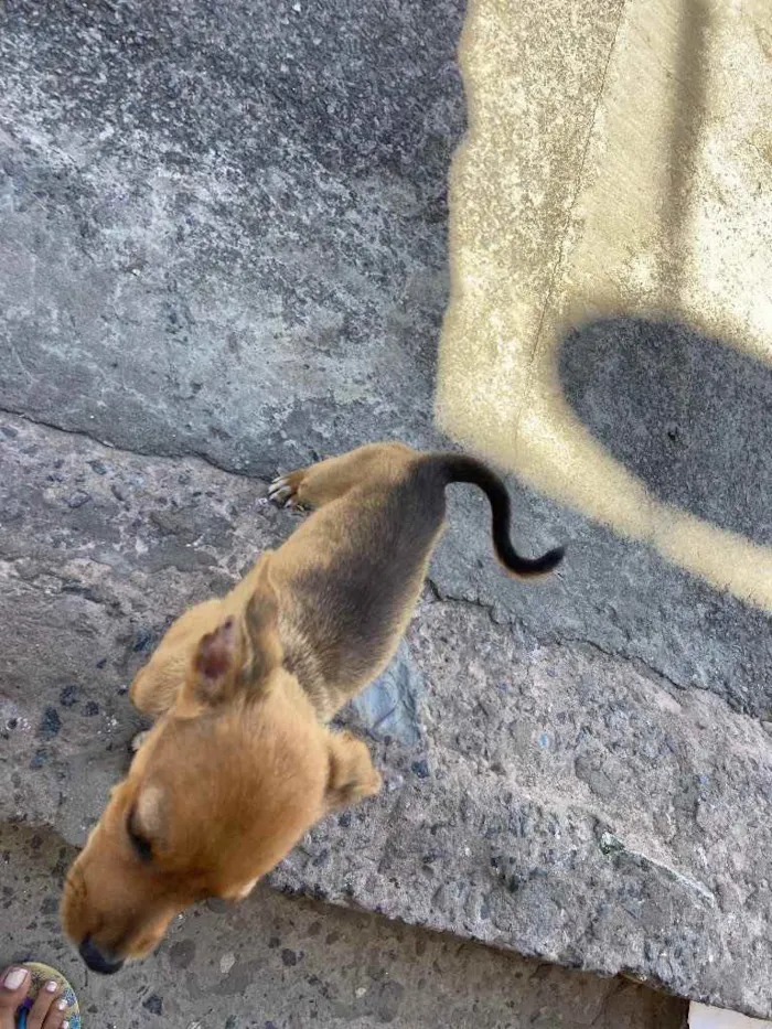 Cachorro raça Srd idade 2 a 6 meses nome Joaquina 1 