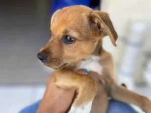 Cachorro raça Srd idade 2 a 6 meses nome Joaquina 1 