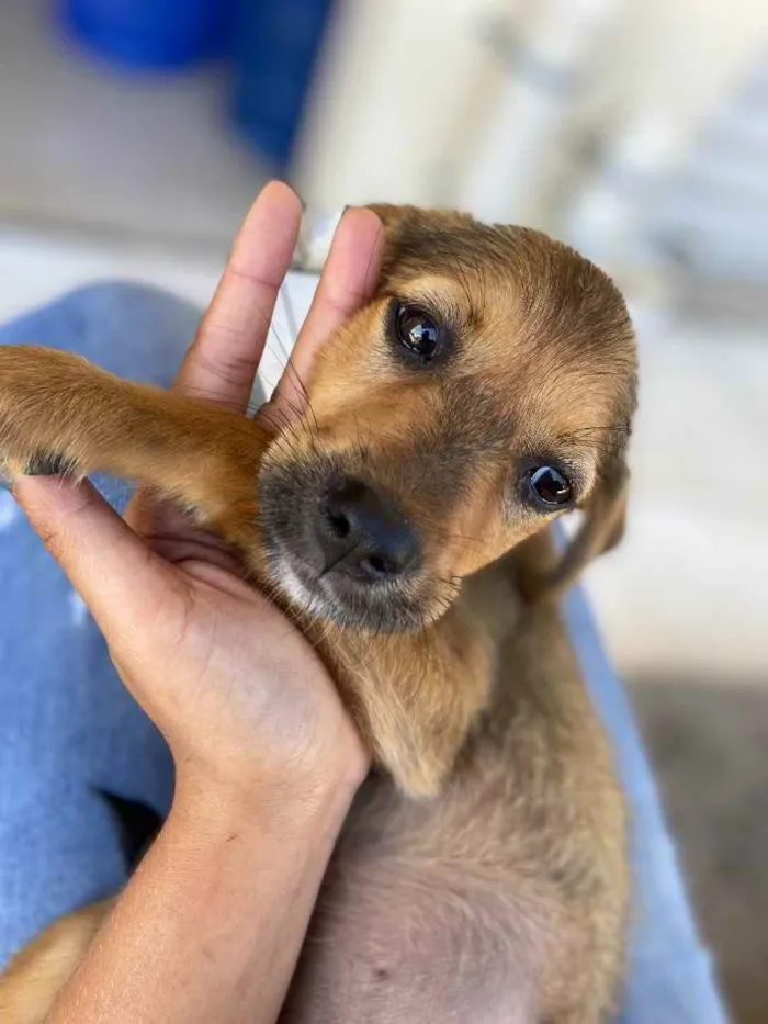 Cachorro raça Srd idade 2 a 6 meses nome Joaquina 2
