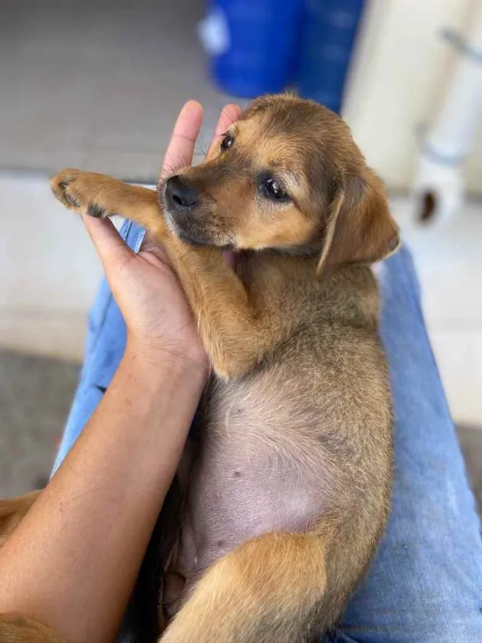 Cachorro raça Srd idade 2 a 6 meses nome Joaquina 2