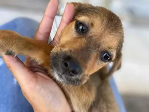 Cachorro raça Srd idade 2 a 6 meses nome Joaquina 2