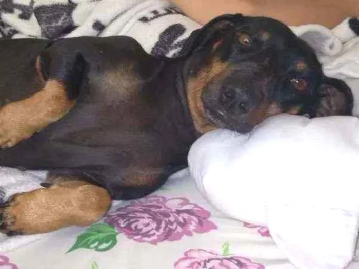 Cachorro ra a Salsicha idade 4 anos nome Belinha