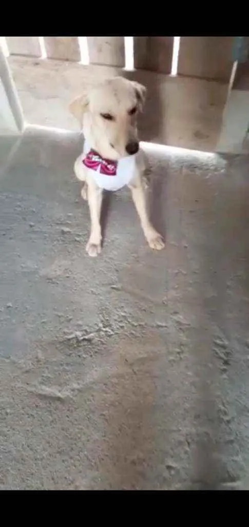 Cachorro raça Srd idade 7 a 11 meses nome MEL
